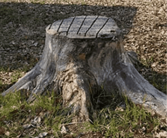 岐阜の伐採屋さんは庭木１本からでも可能